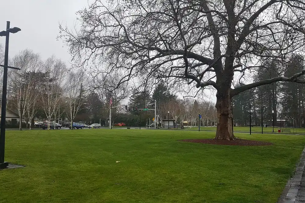 Open lawn and a large bare tree in a city park in Beaverton, Oregon, on a grey day