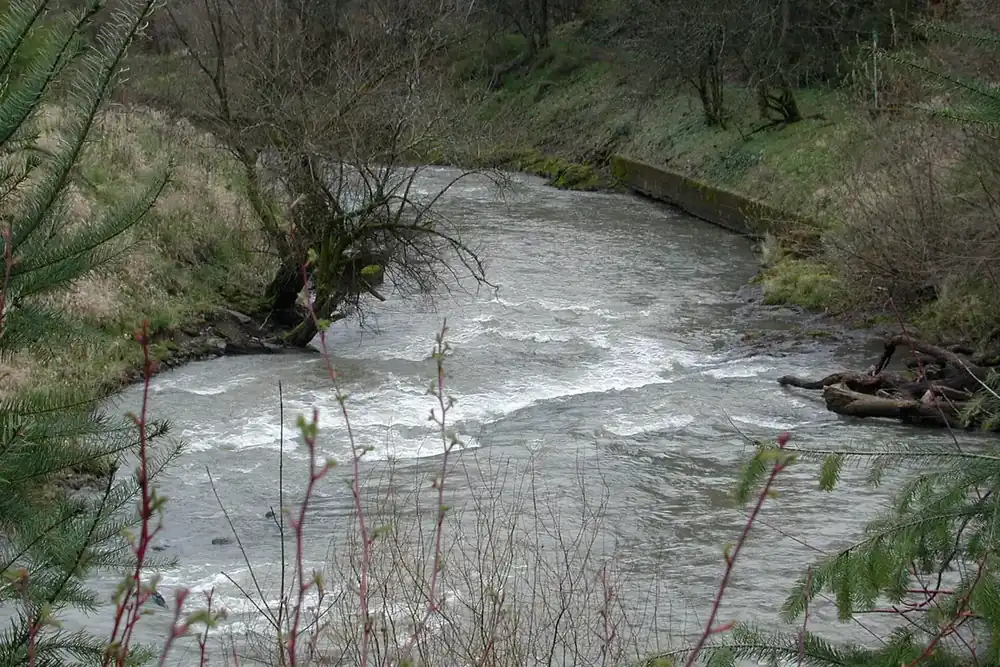 Johnson Creek running fast between grassy banks near its mouth in Milwaukie, Oregon